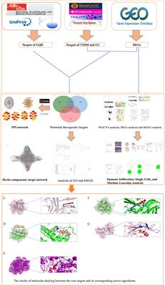 Deciphering the shared mechanisms of Gegen Qinlian Decoction in treating type 2 diabetes and ulcerative colitis via bioinformatics and machine learning